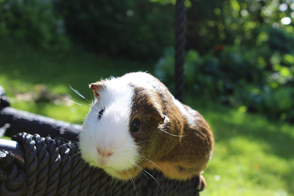 Guinea pig