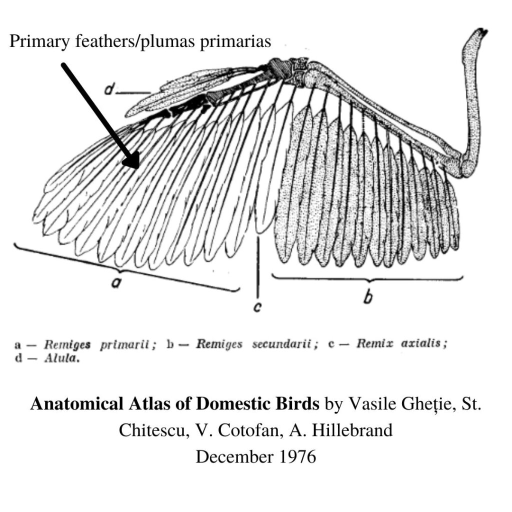 Wing anatomy