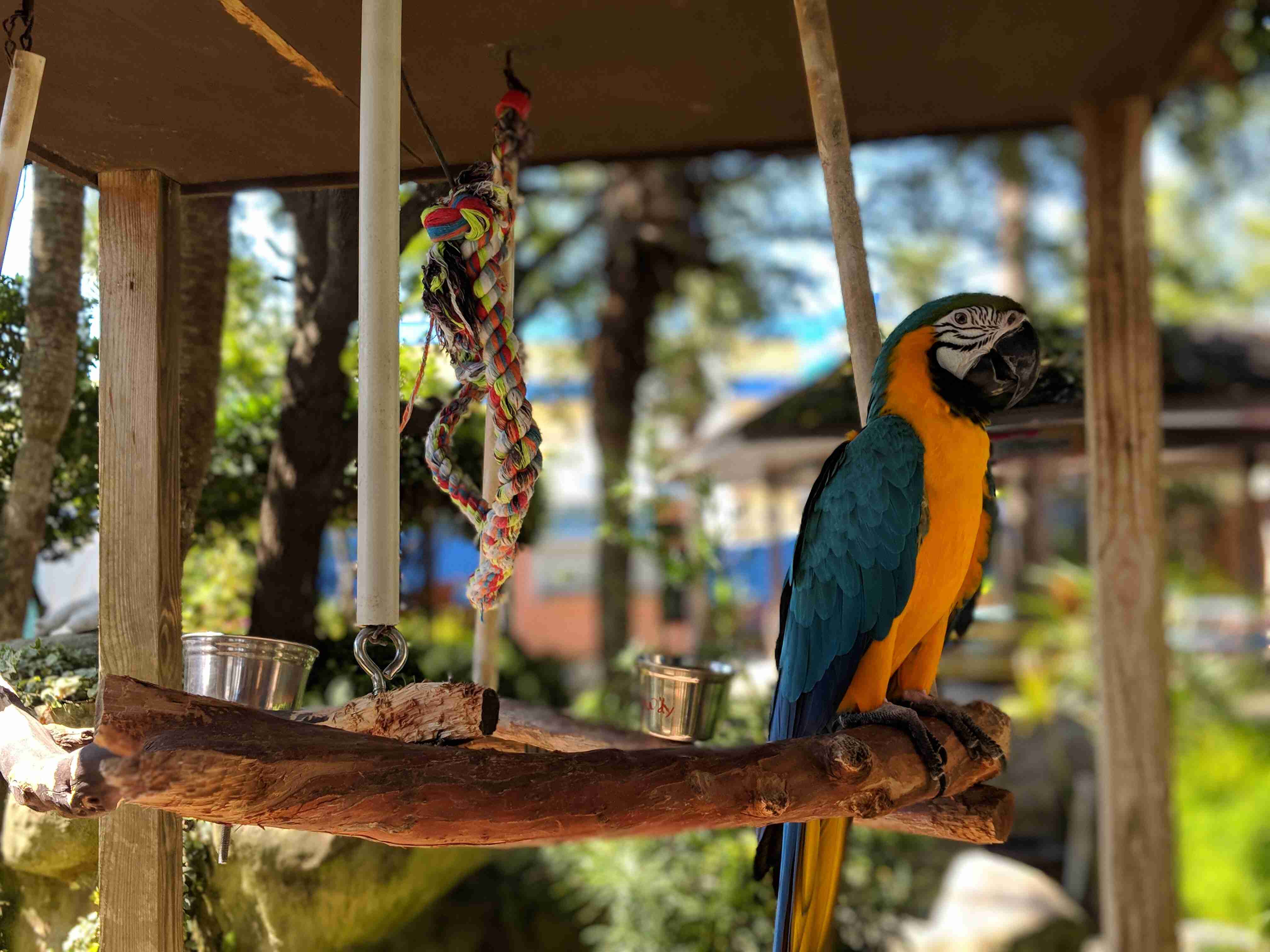 parrot husbandry