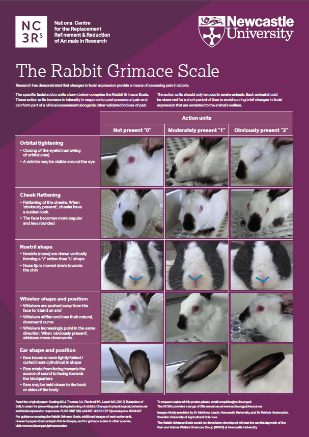 rabbit pain scale