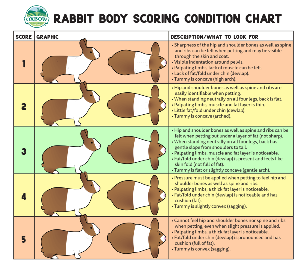 Rabbit Body Condition Score Chart