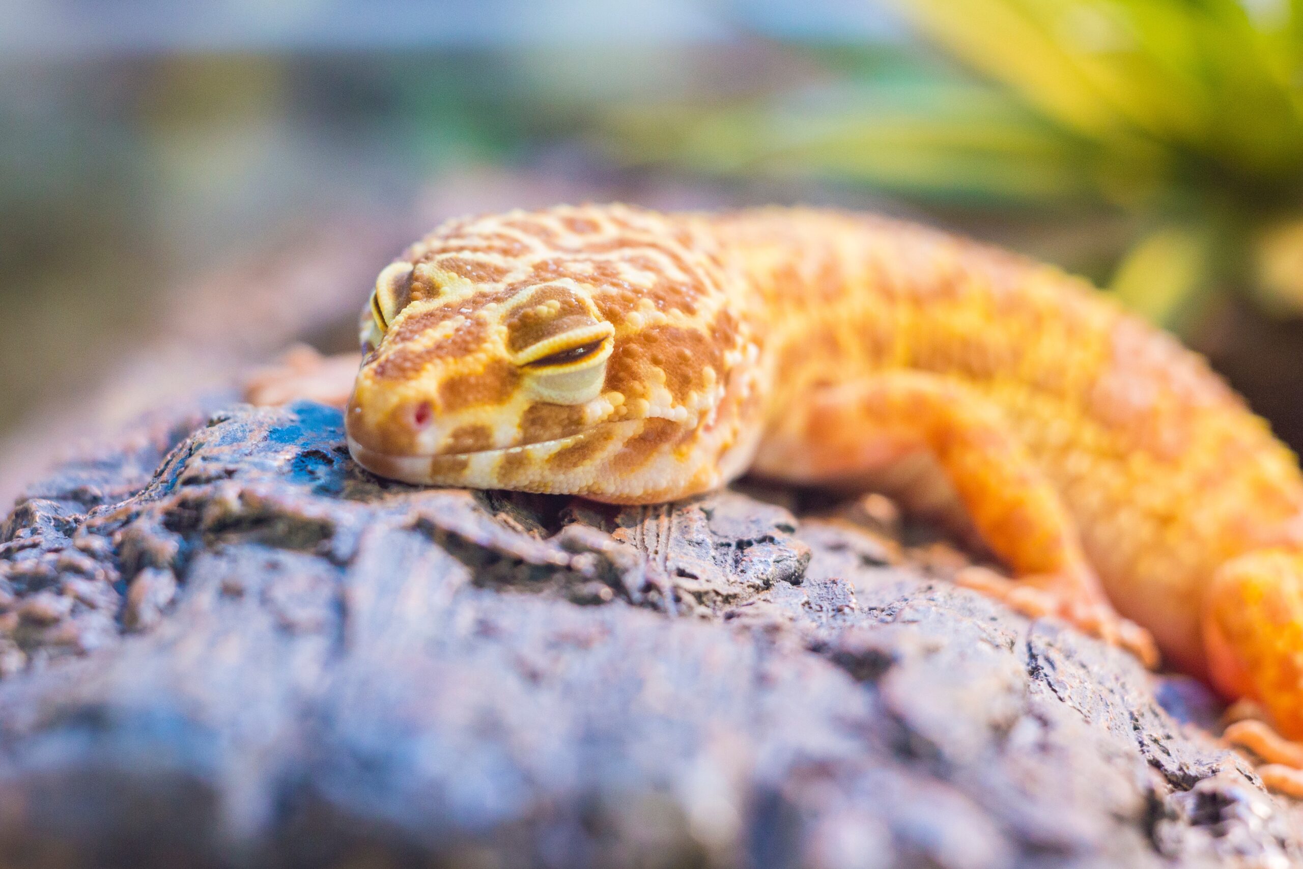 Gecko sleeping