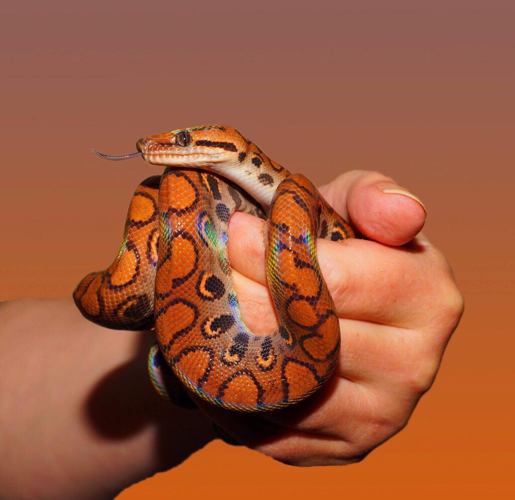 Snake in hand